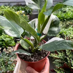 Philodendron 'White Wizard' — additional view