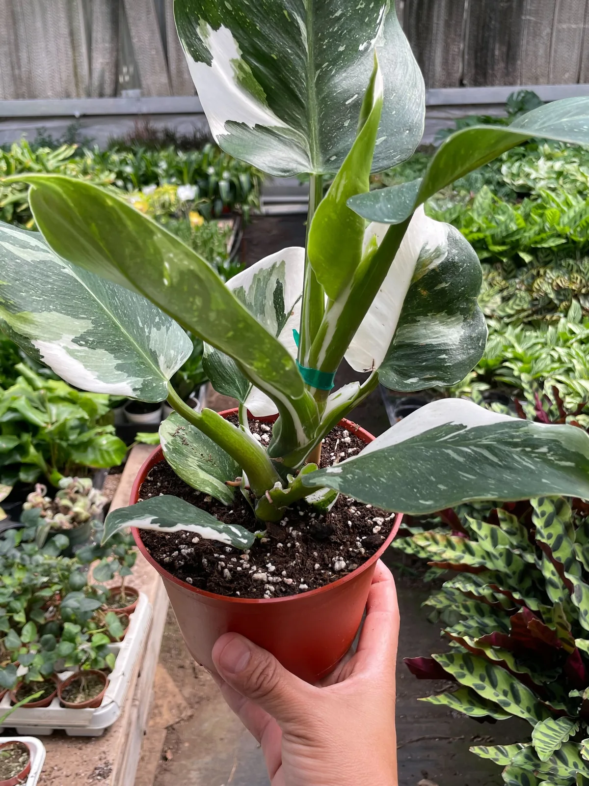 Philodendron 