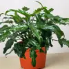 Philodendron Xanadu houseplant