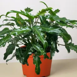 Philodendron Xanadu houseplant