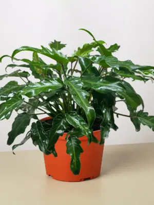 Philodendron Xanadu houseplant