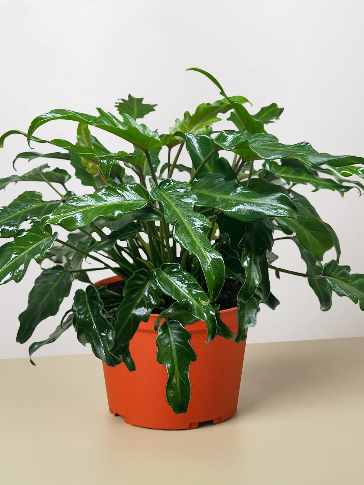 Philodendron Xanadu houseplant