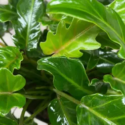 Philodendron Xanadu — additional view