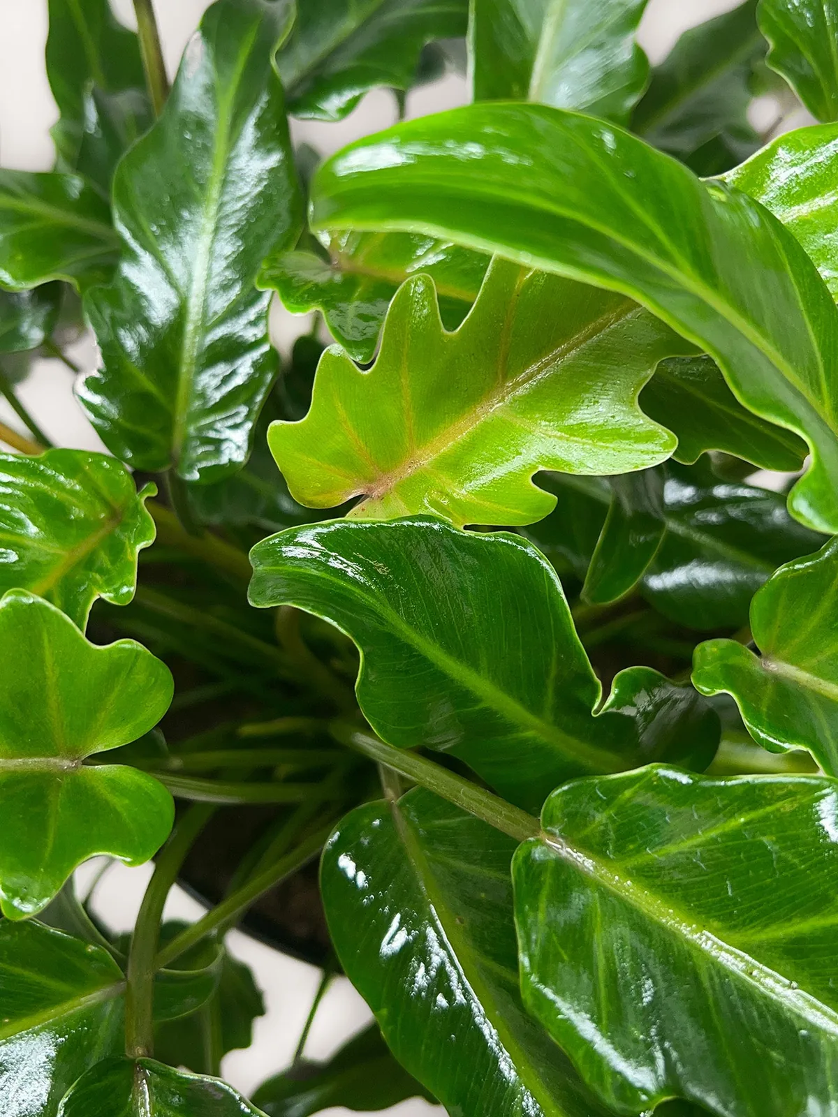 Philodendron Xanadu — additional view