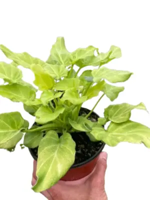 Philodendron 'Xanadu' Variegated houseplant