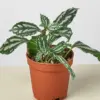 Pilea 'Aluminum' Aluminium houseplant