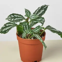 Pilea 'Aluminum' Aluminium houseplant