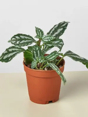 Pilea 'Aluminum' Aluminium houseplant