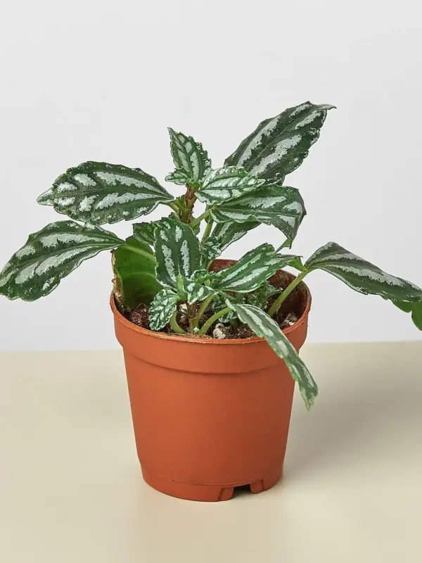 Pilea 'Aluminum' Aluminium houseplant