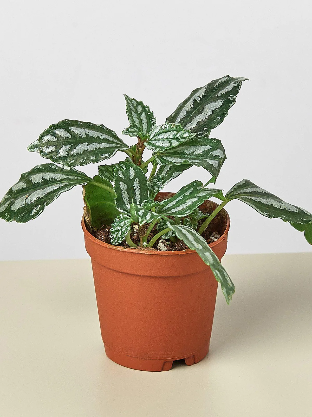 Pilea 