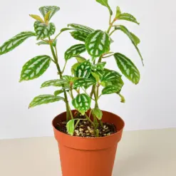 Pilea 'Aluminum' Aluminium — additional view