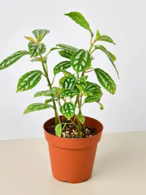 Pilea 'Aluminum' Aluminium — additional view