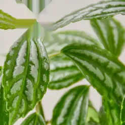 Pilea 'Aluminum' Aluminium — leaf detail close-up