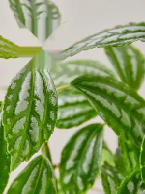 Pilea 'Aluminum' Aluminium — leaf detail close-up