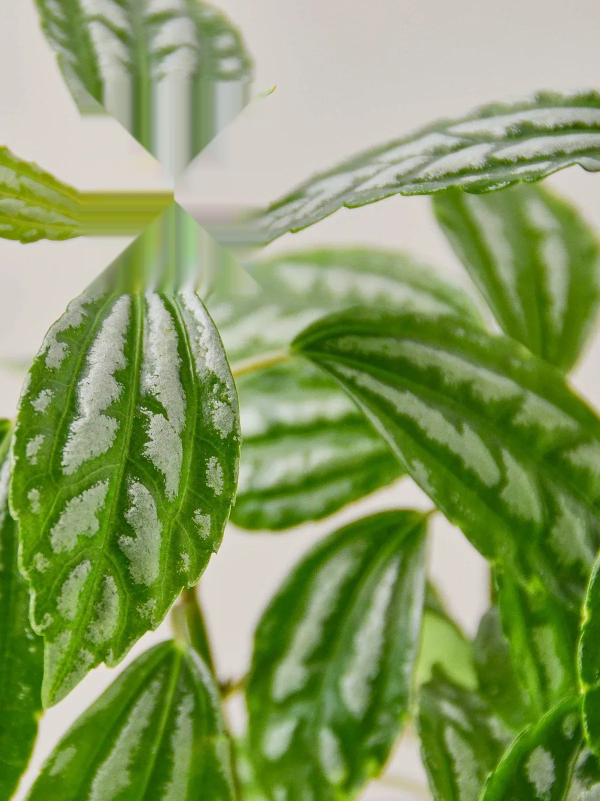 Pilea 