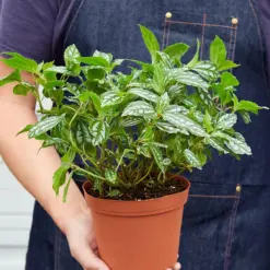 Pilea 'Aluminum' Aluminium — held in hand for size reference