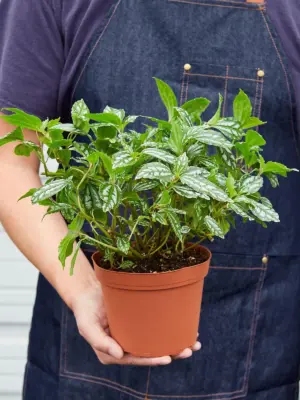 Pilea 'Aluminum' Aluminium — held in hand for size reference