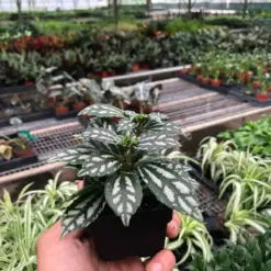 Pilea 'Aluminum' Aluminium — additional view