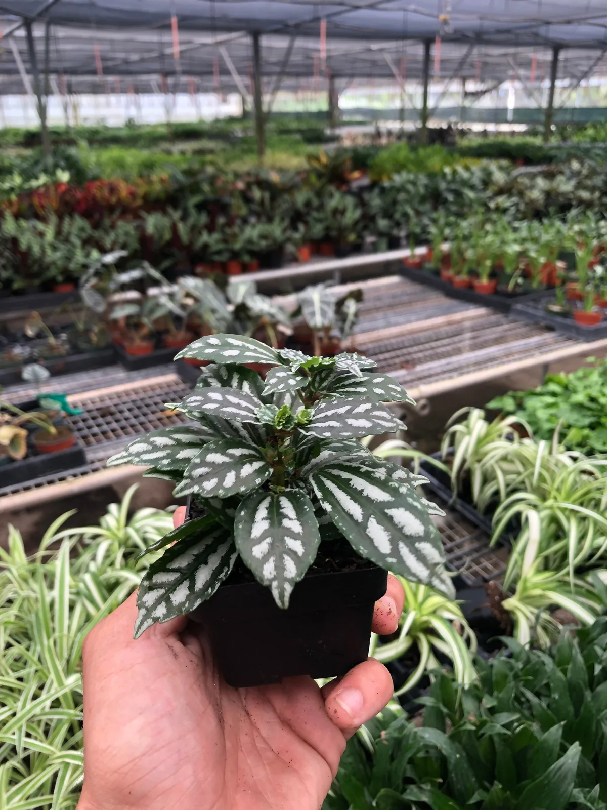 Pilea 