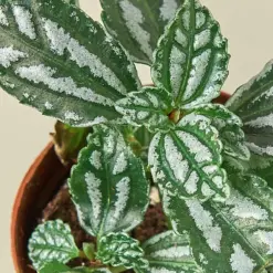 Pilea 'Aluminum' Aluminium — leaf detail close-up