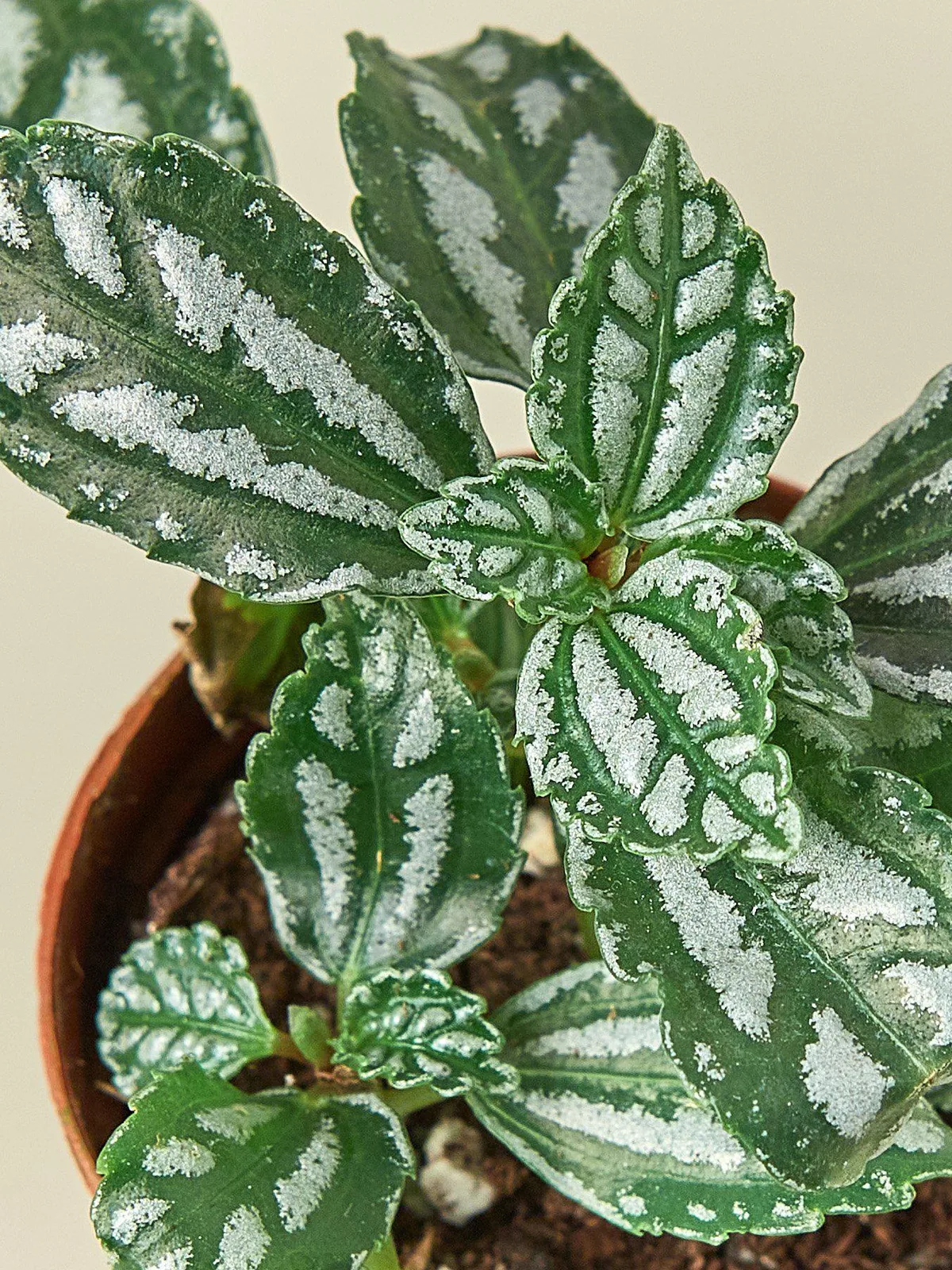 Pilea 