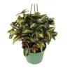 Pilea 'Bronze' houseplant