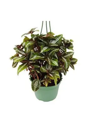 Pilea 'Bronze' houseplant