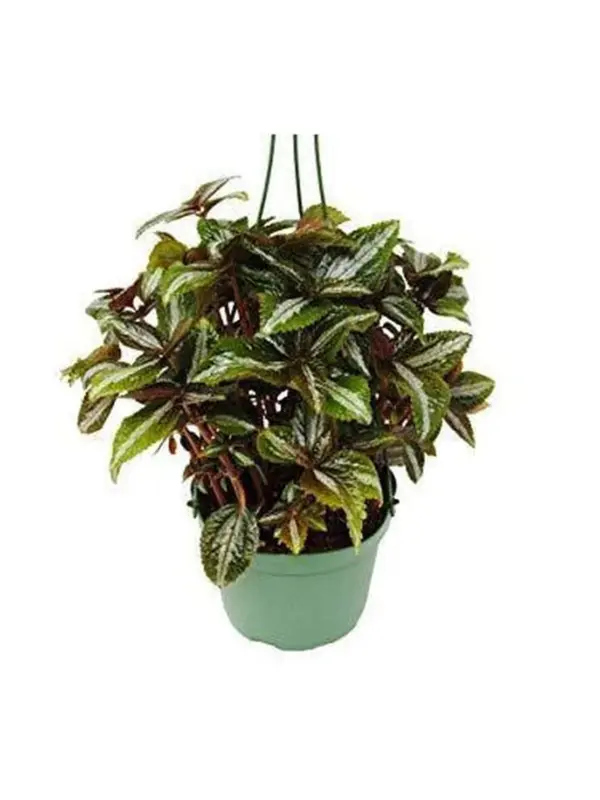Pilea 'Bronze' houseplant