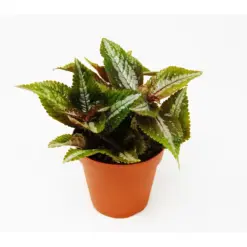 Pilea 'Bronze' — additional view