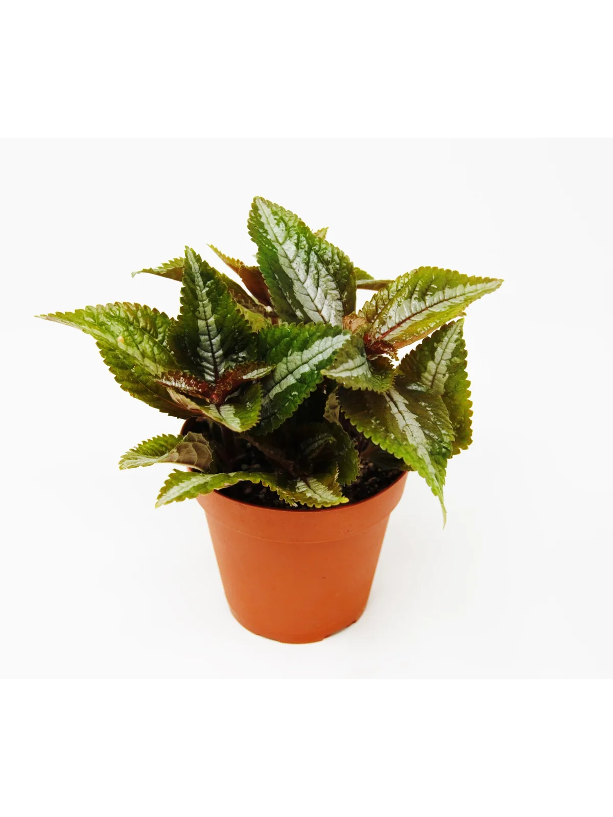 Pilea 