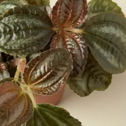 Pilea 'Bronze' — leaf detail close-up