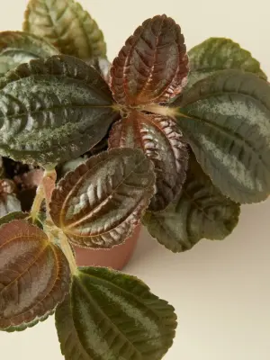 Pilea 'Bronze' — leaf detail close-up