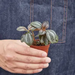 Pilea 'Bronze' — held in hand for size reference