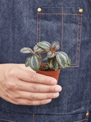 Pilea 'Bronze' — held in hand for size reference