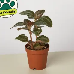 Pilea 'Bronze' — additional view