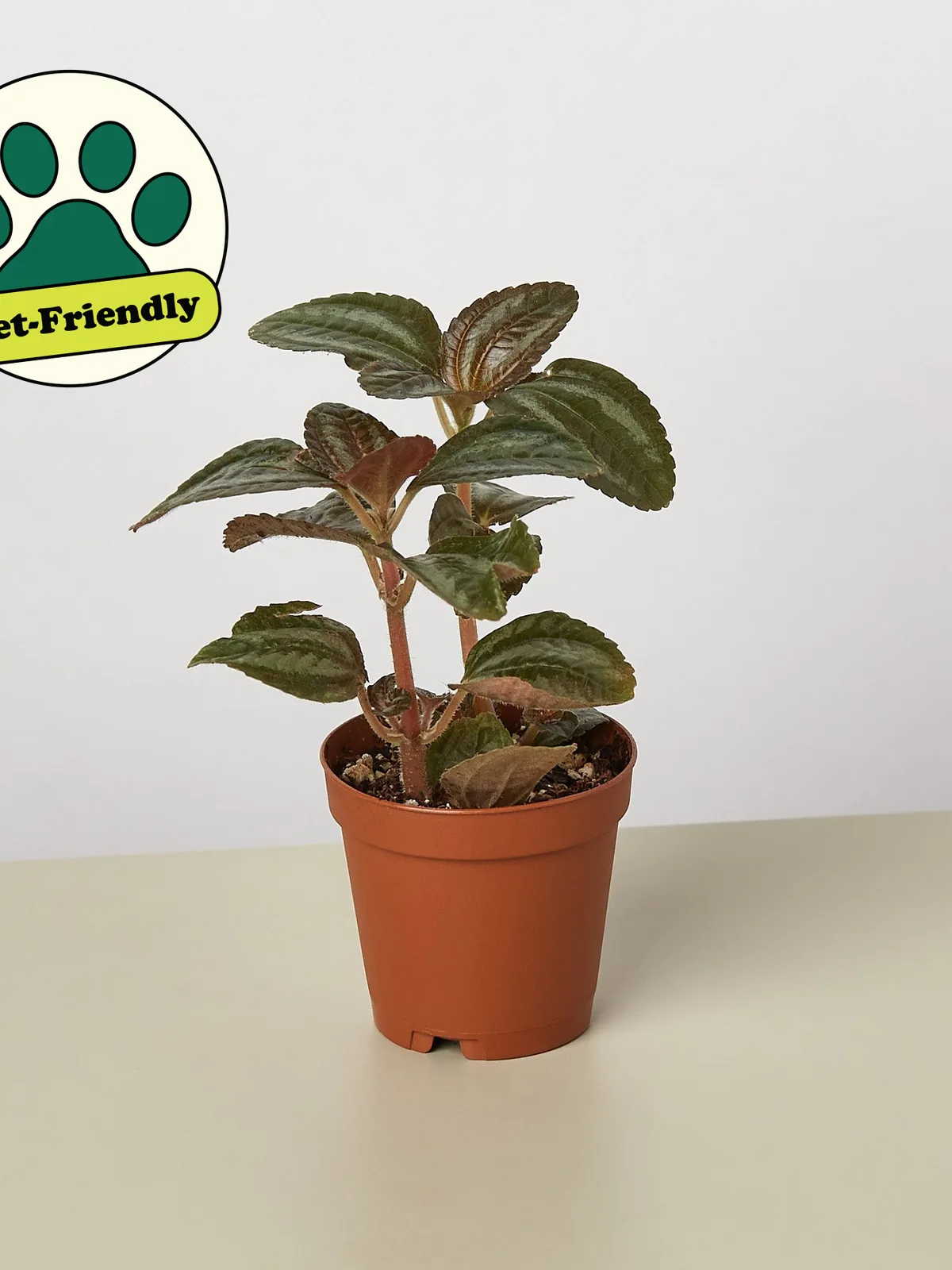 Pilea 
