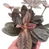 Pilea 'Chocolate' houseplant