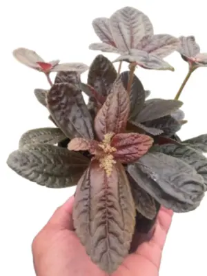 Pilea 'Chocolate' houseplant