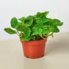 Pilea 'Crinkle' houseplant