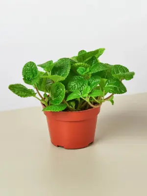 Pilea 'Crinkle' houseplant