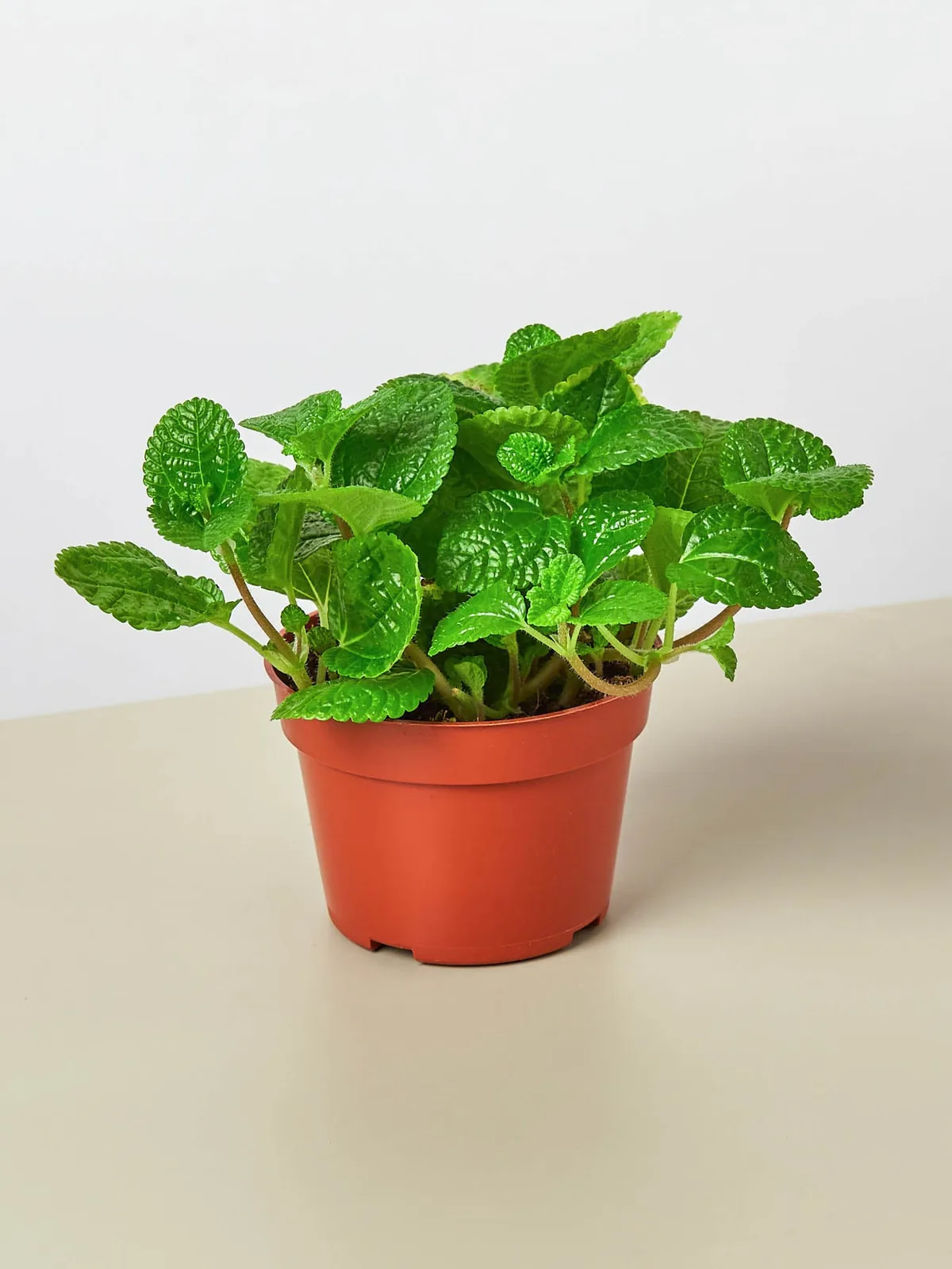 Pilea 