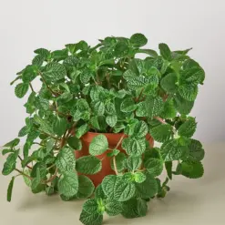 Pilea 'Crinkle' — additional view