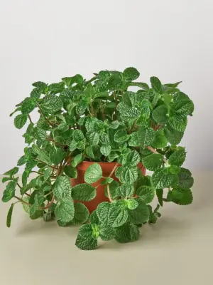 Pilea 'Crinkle' — additional view
