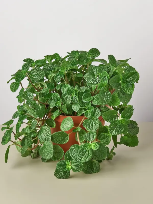 Pilea 'Crinkle' — additional view