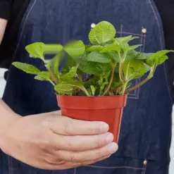 Pilea 'Crinkle' — held in hand for size reference