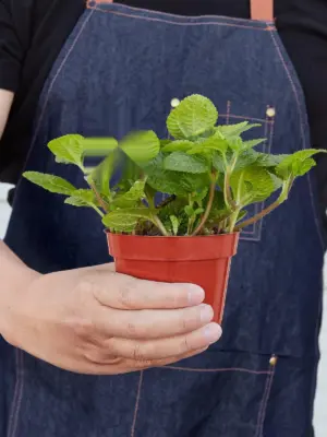 Pilea 'Crinkle' — held in hand for size reference