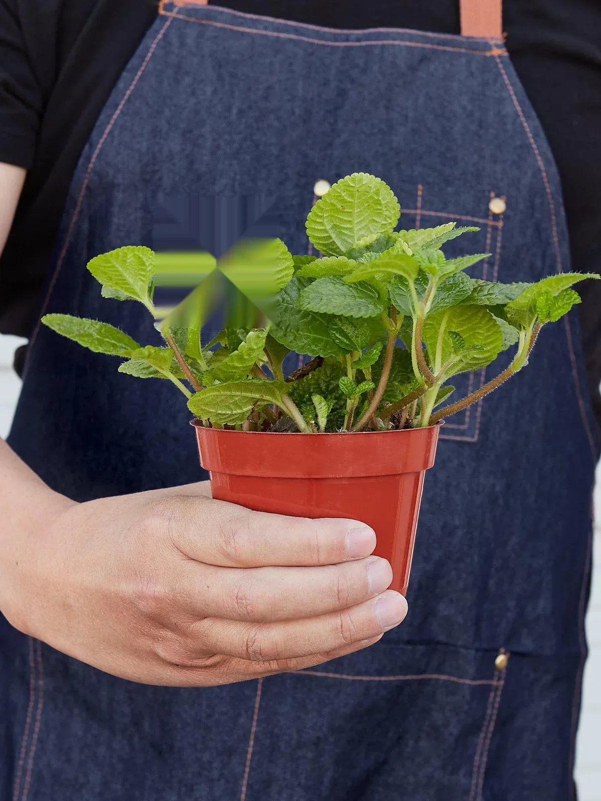 Pilea 