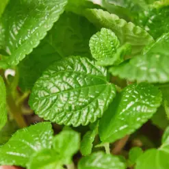 Pilea 'Crinkle' — leaf detail close-up