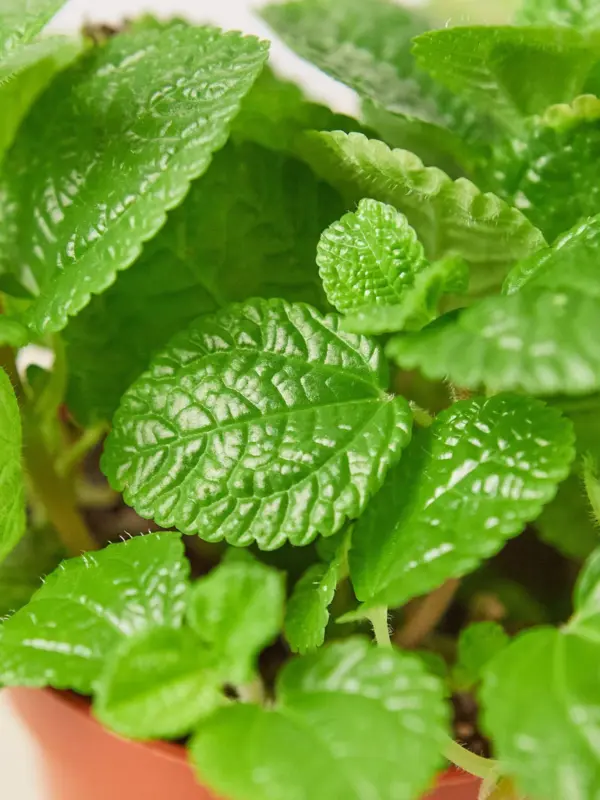 Pilea 'Crinkle' — leaf detail close-up