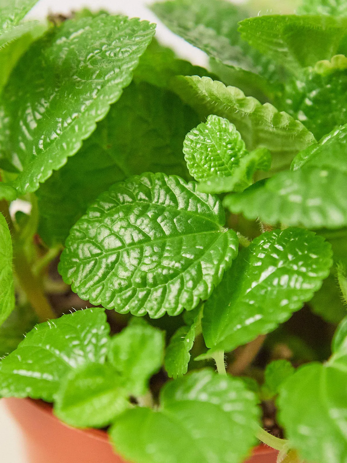 Pilea 